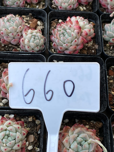 TH660     多肉植物     （48株）セット