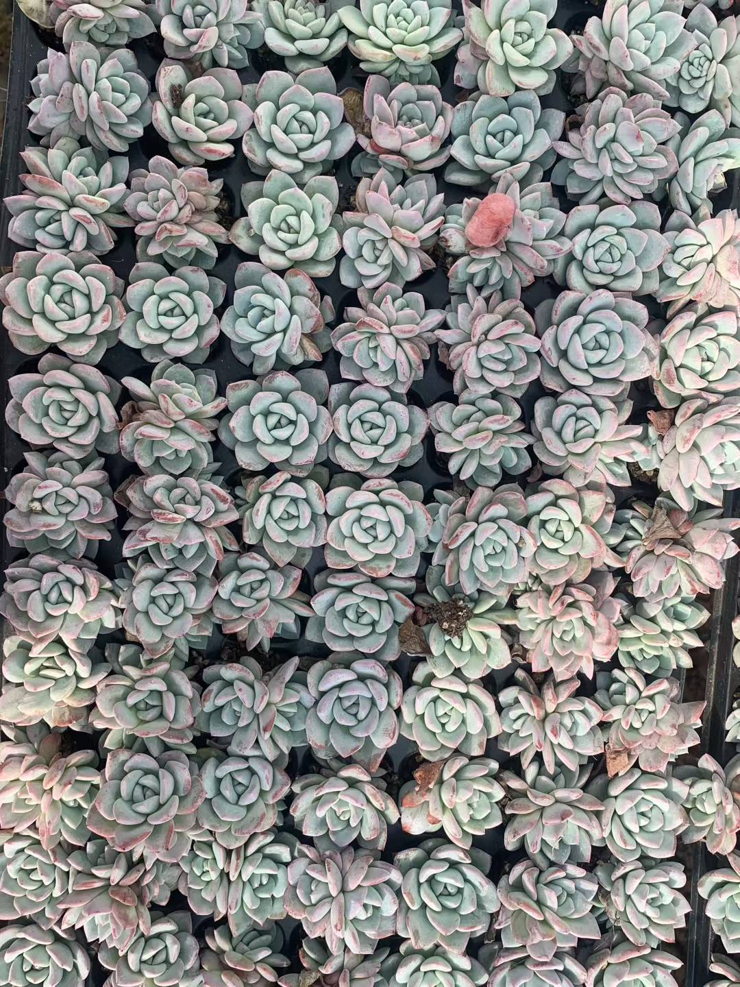 多肉植物 ヴィート 105株セット 品番AB0207