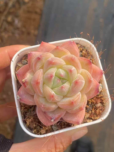 多肉植物 ダイヤモンドジェニー 50株セット 2.5号鉢 品番AA00008