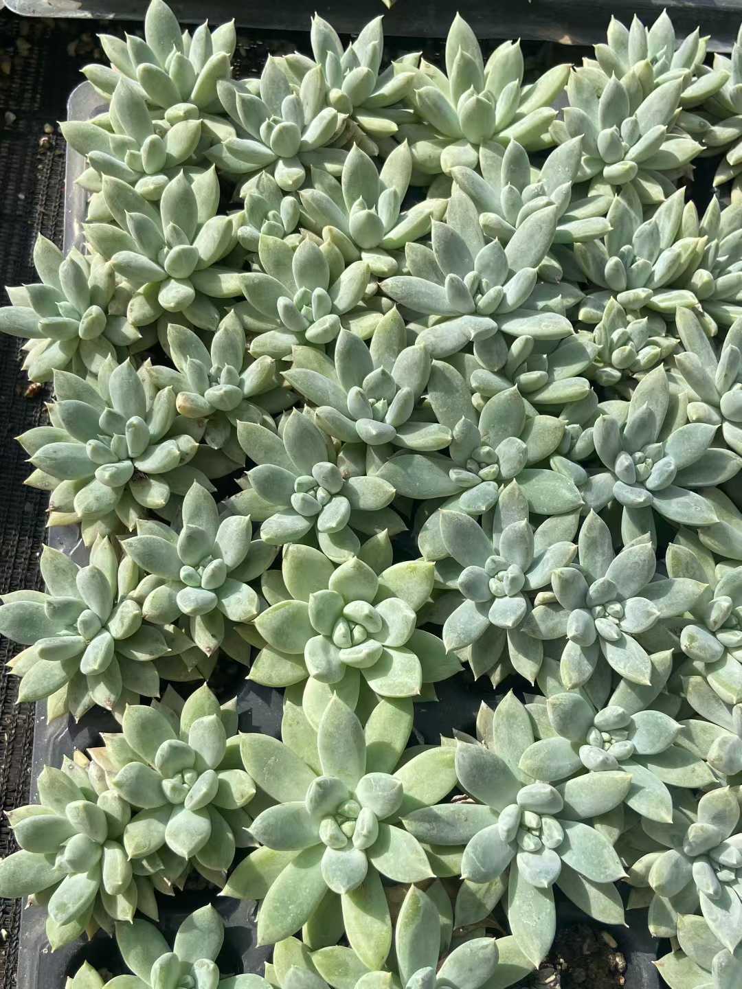 多肉植物 スイショウロリーゴス 72株セット 品番AB0127