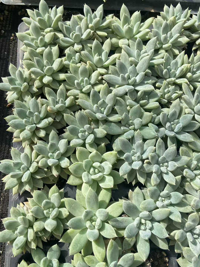 多肉植物 スイショウロリーゴス 72株セット 品番AB0127
