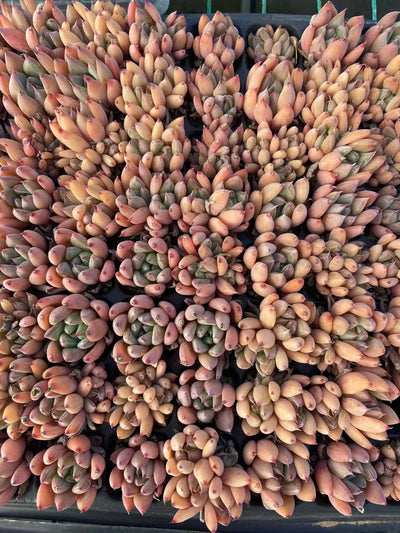 多肉植物 ドゥカティ 105株セット 品番AB0111