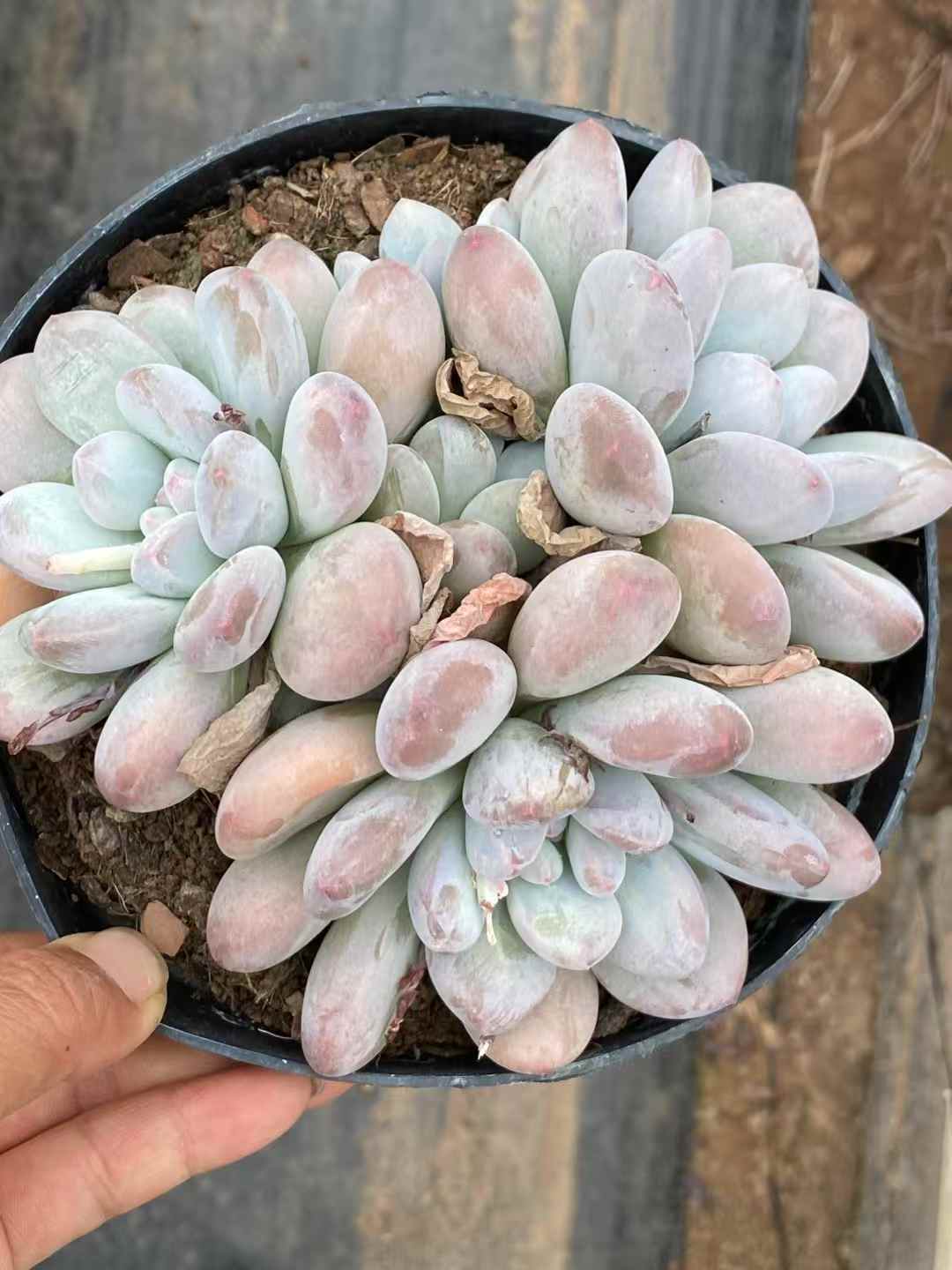 多肉植物 パフューム 12株セット 5号鉢 品番AA00052