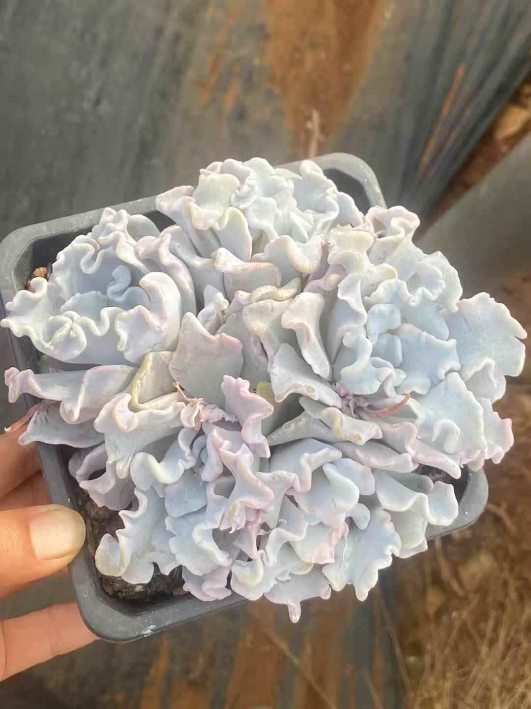 多肉植物 ホワイトギョウザ 30株セット 4号鉢 品番AA00044