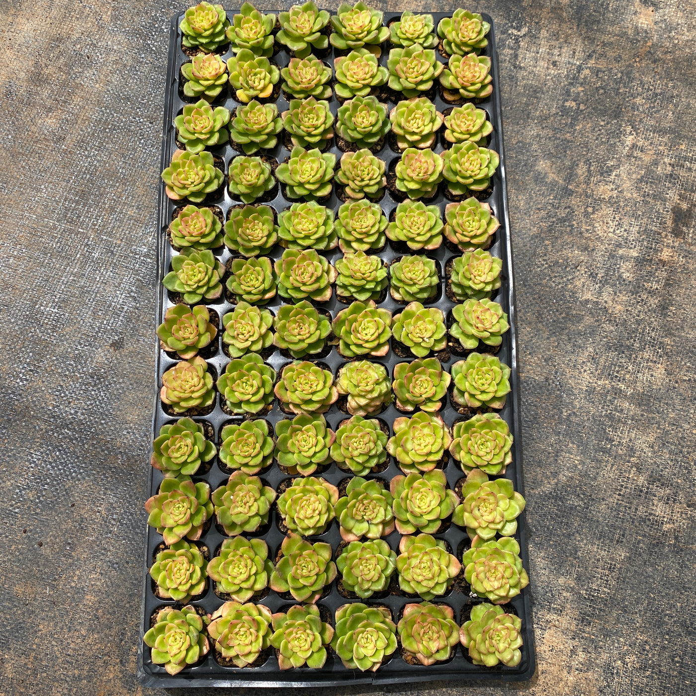 多肉植物 ラボタン 72株セット 品番AB0002