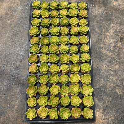 多肉植物 ラボタン 72株セット 品番AB0002