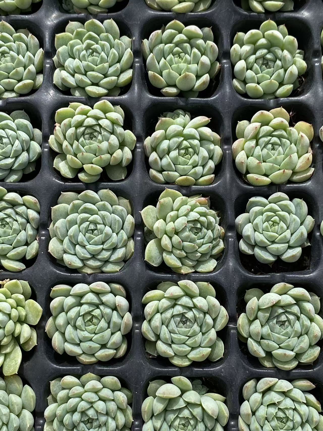 多肉植物 ヨウシキュウ 105株セット 品番AB0097