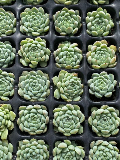 多肉植物 ヨウシキュウ 105株セット 品番AB0097