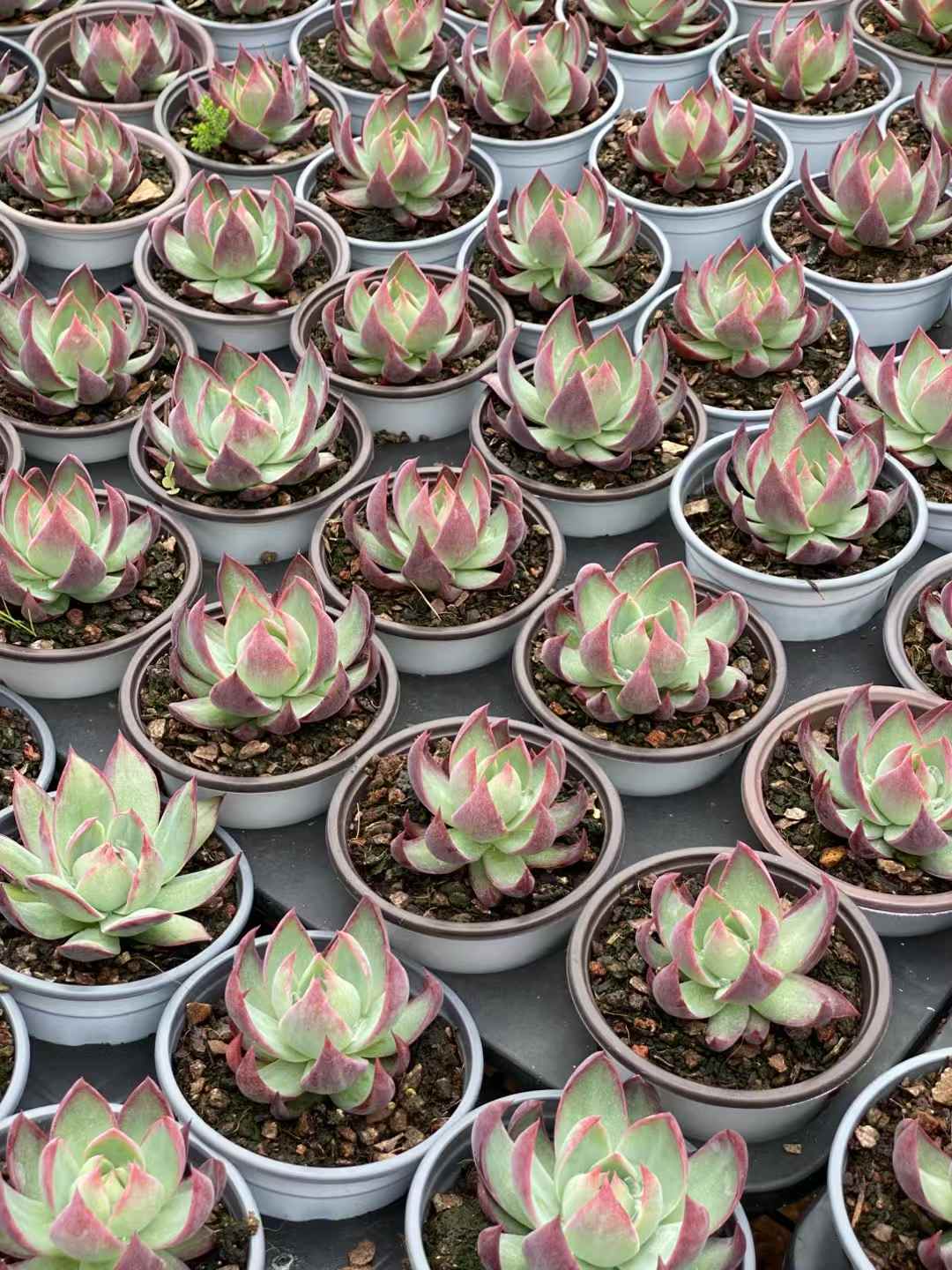 多肉植物 フェアリースワロー 18株セット 3号鉢 品番AA00035