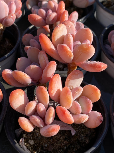 TH608     多肉植物     （40株）セット