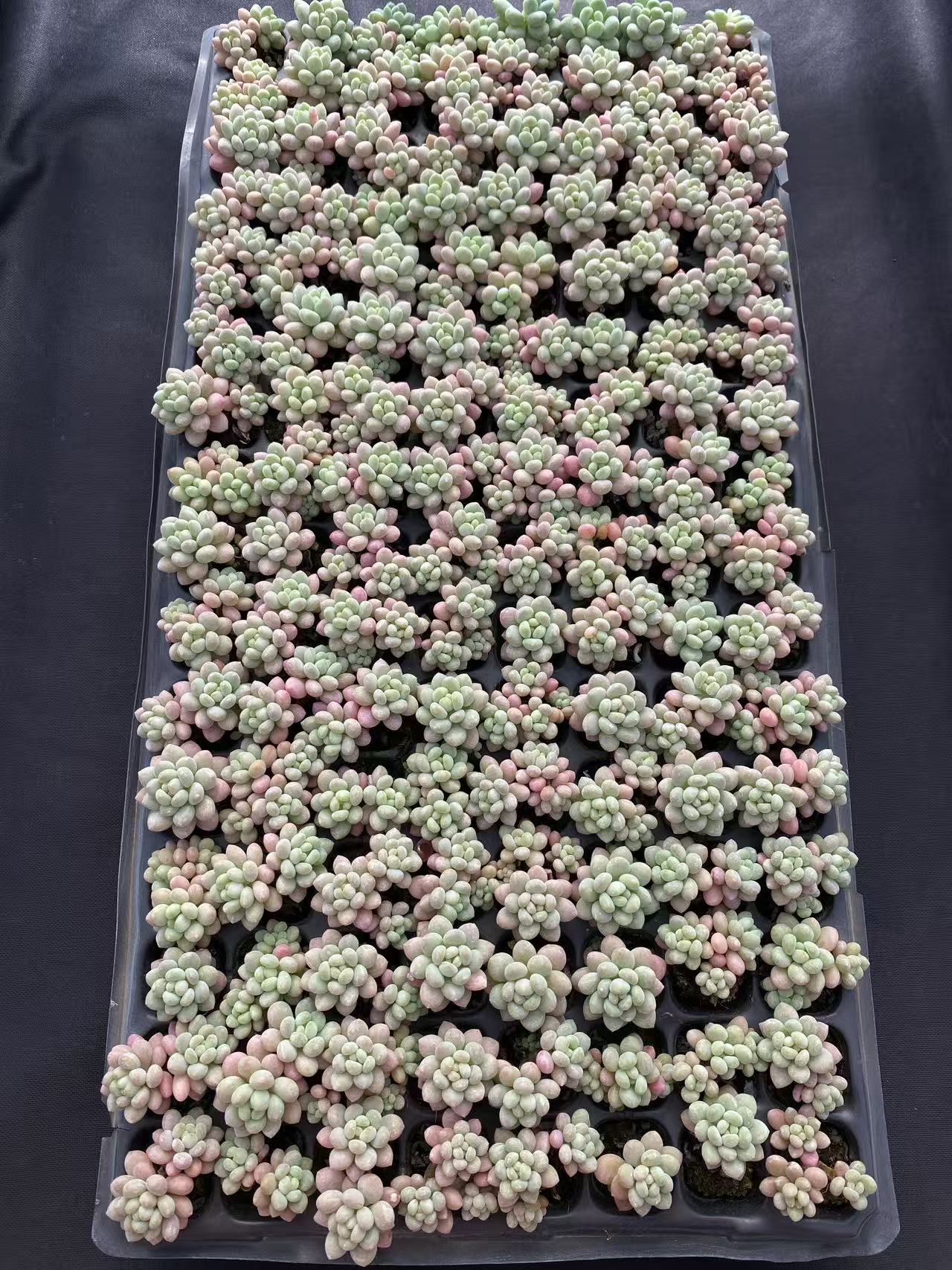 多肉植物 ショウロココ 128株セット 品番AB0100