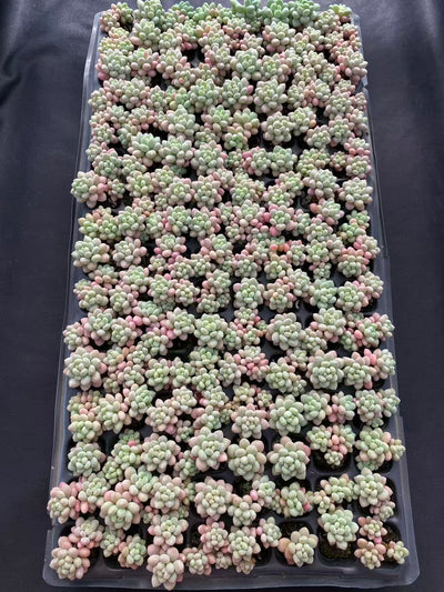 多肉植物 ショウロココ 128株セット 品番AB0100