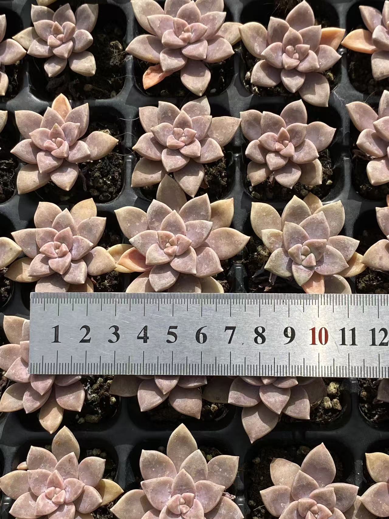 多肉植物 アレンペイ 72株セット 品番AB0103