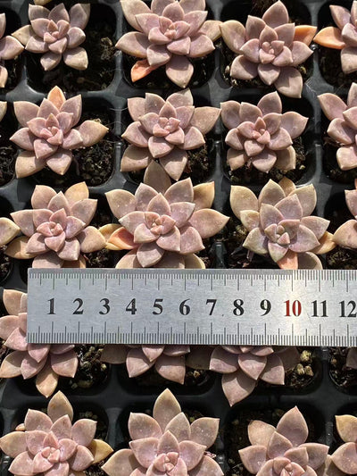 多肉植物 アレンペイ 72株セット 品番AB0103
