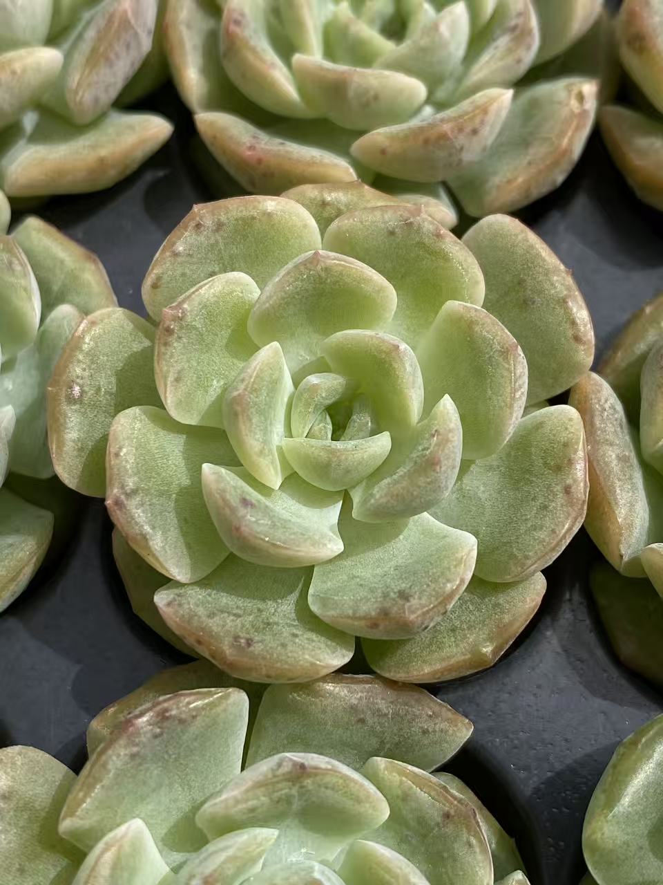 多肉植物 リョクヨウ 128株セット 品番AB0091