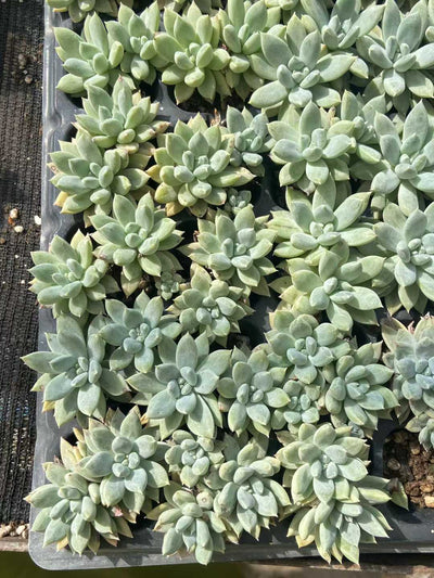 多肉植物 スイショウロリーゴス 72株セット 品番AB0127