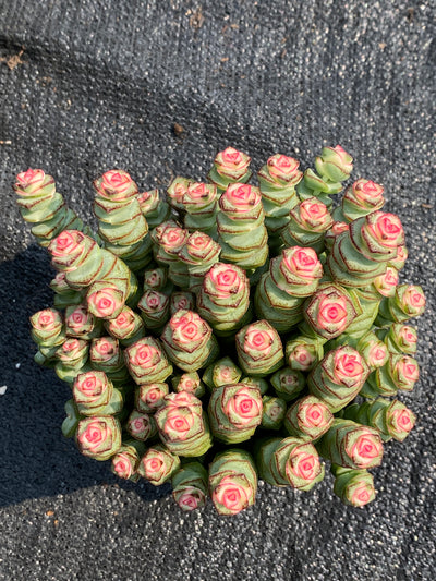TH667     多肉植物     （36株）セット