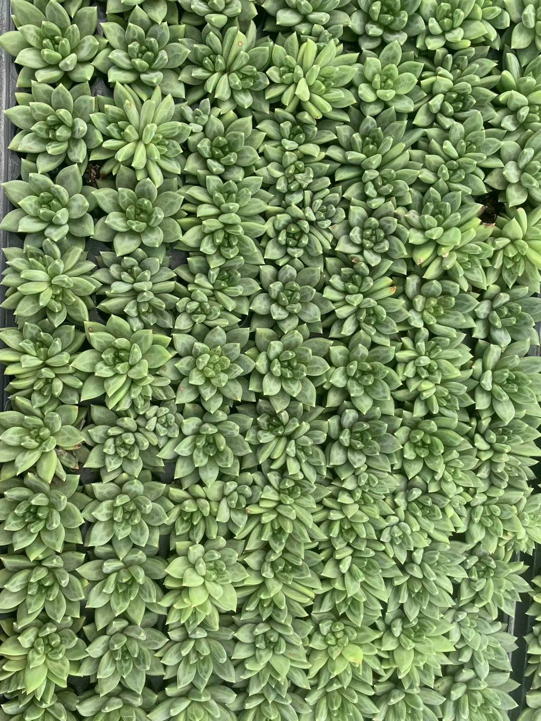 多肉植物 カコツブン／ジュウロウ 105株セット 品番AB0208
