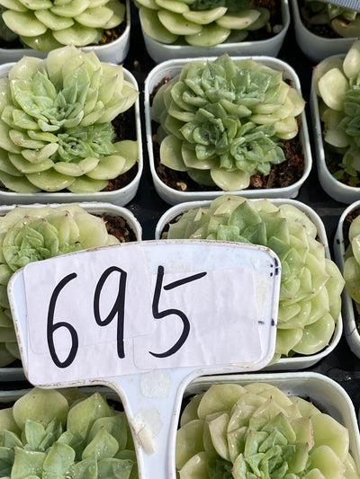TH695     多肉植物     （30株）セット