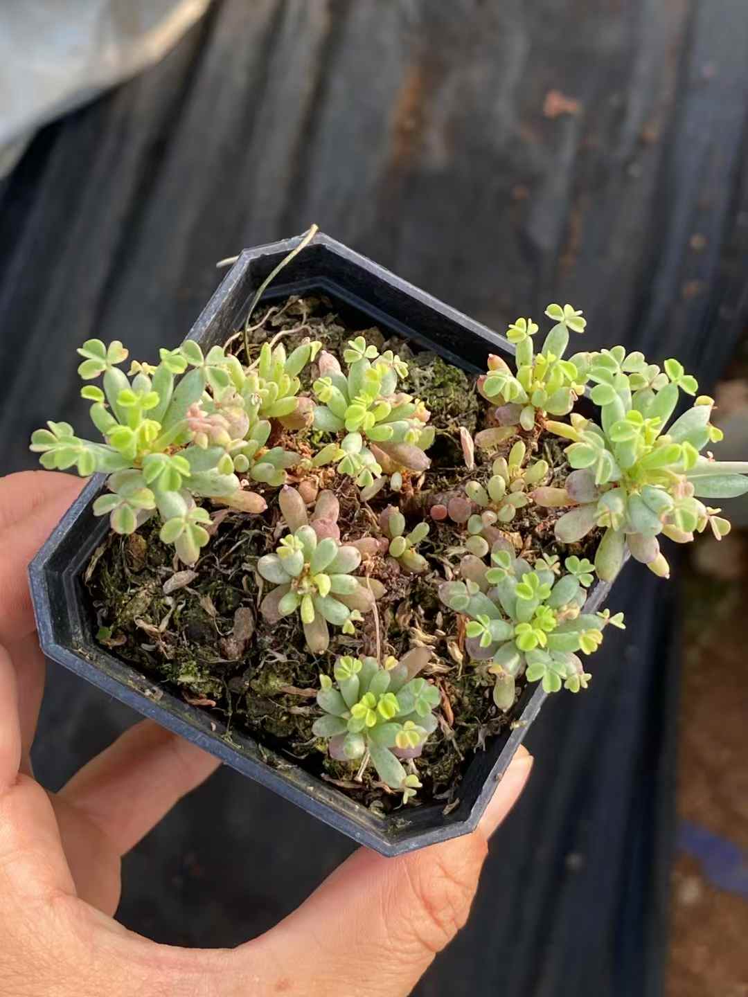 多肉植物 ボウヨウオキザリス 50株セット 2.5号鉢 品番AA00025