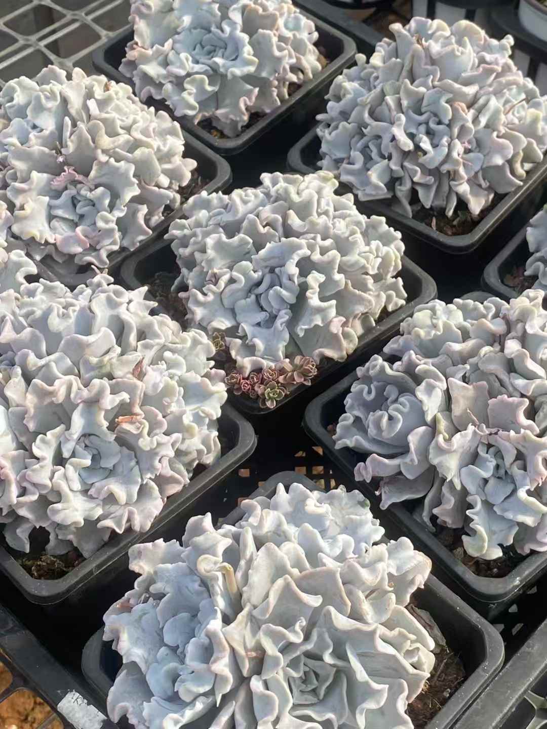 多肉植物 ホワイトギョウザ 30株セット 4号鉢 品番AA00044
