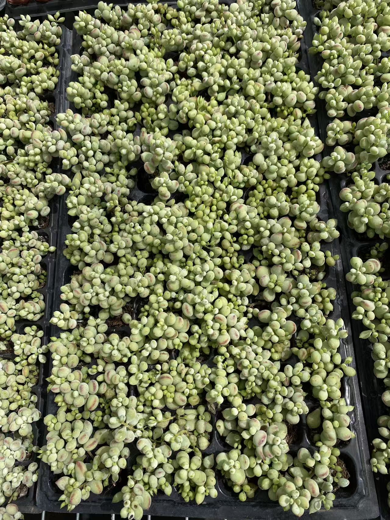 多肉植物 ダルマ 105株セット 品番AB0095