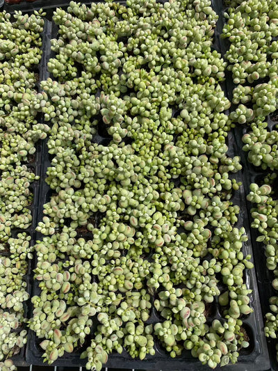 多肉植物 ダルマ 105株セット 品番AB0095
