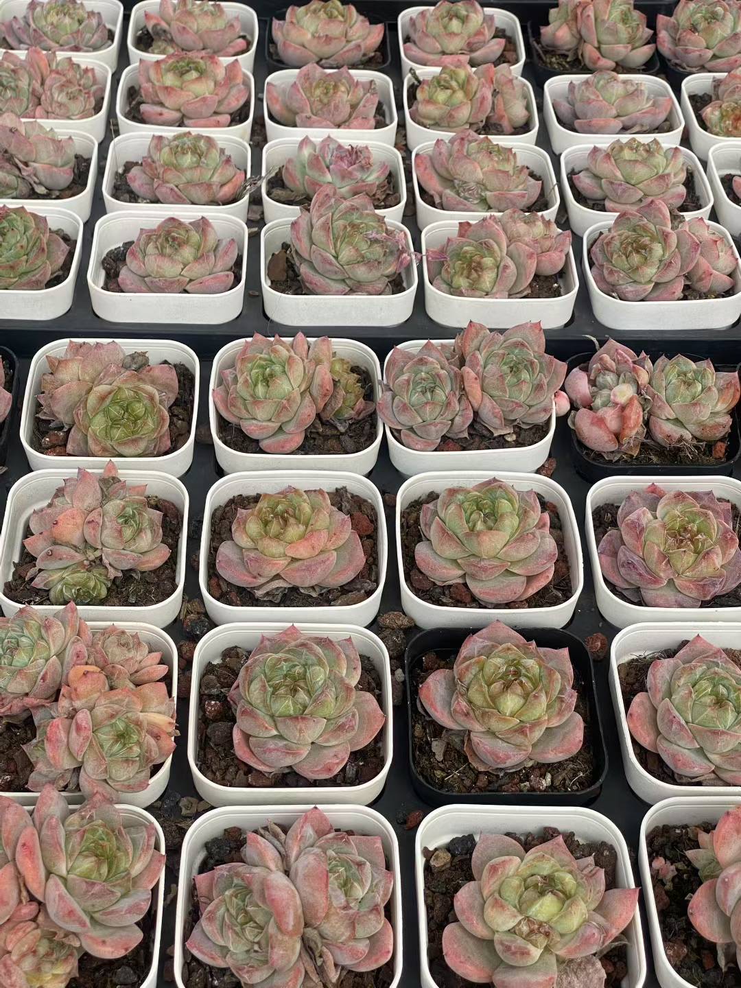 多肉植物 ピンクダイヤ 50株セット 2.5号鉢 品番AA00058