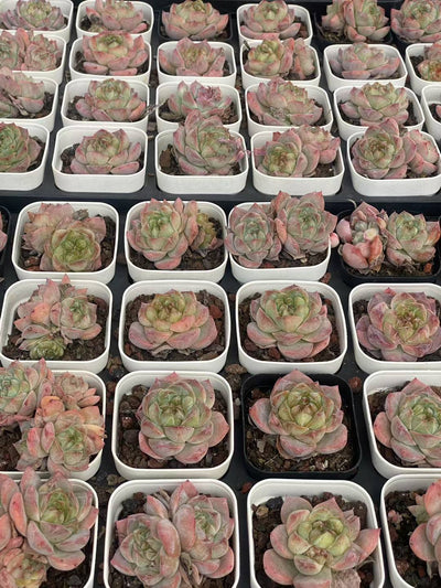 多肉植物 ピンクダイヤ 50株セット 2.5号鉢 品番AA00058