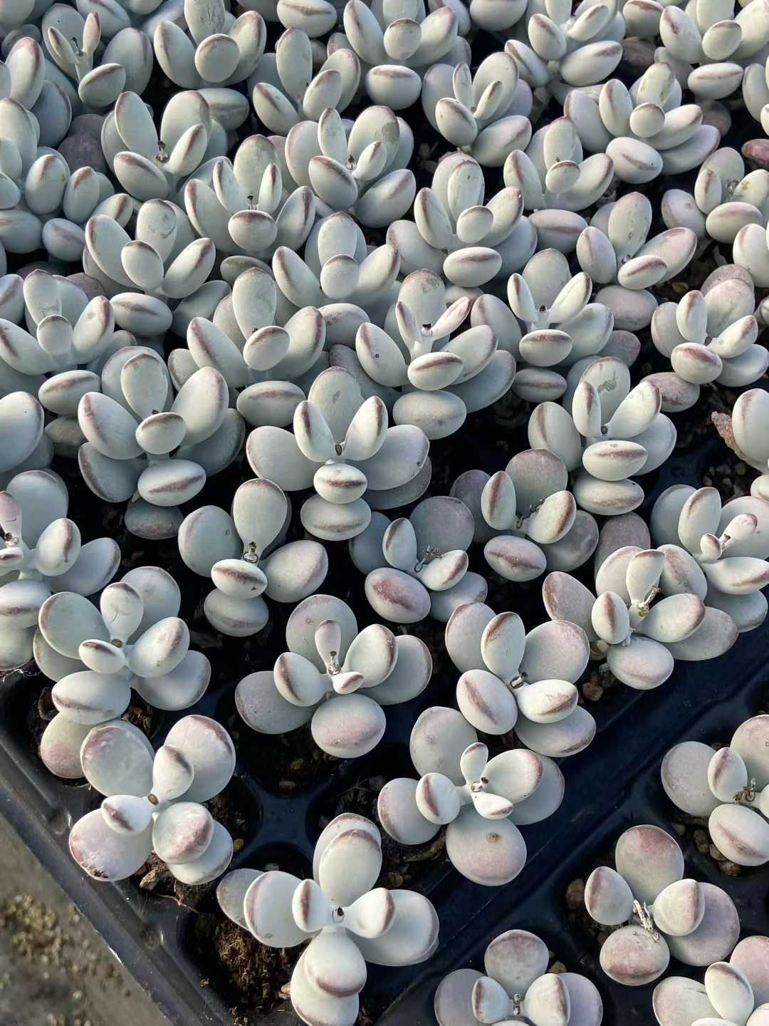 多肉植物 ピンポンフクニャン 105株セット 品番AB0112