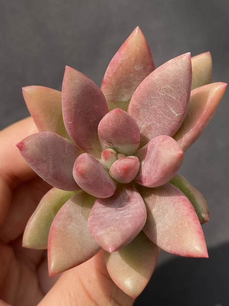 多肉植物 トウカゲン 105株セット 品番AB0080