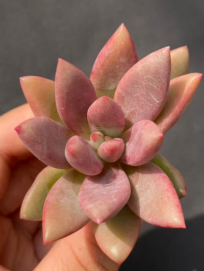 多肉植物 トウカゲン 105株セット 品番AB0080