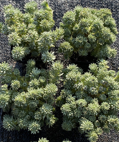 TH698  多肉植物  グリーン松    （28株）セット