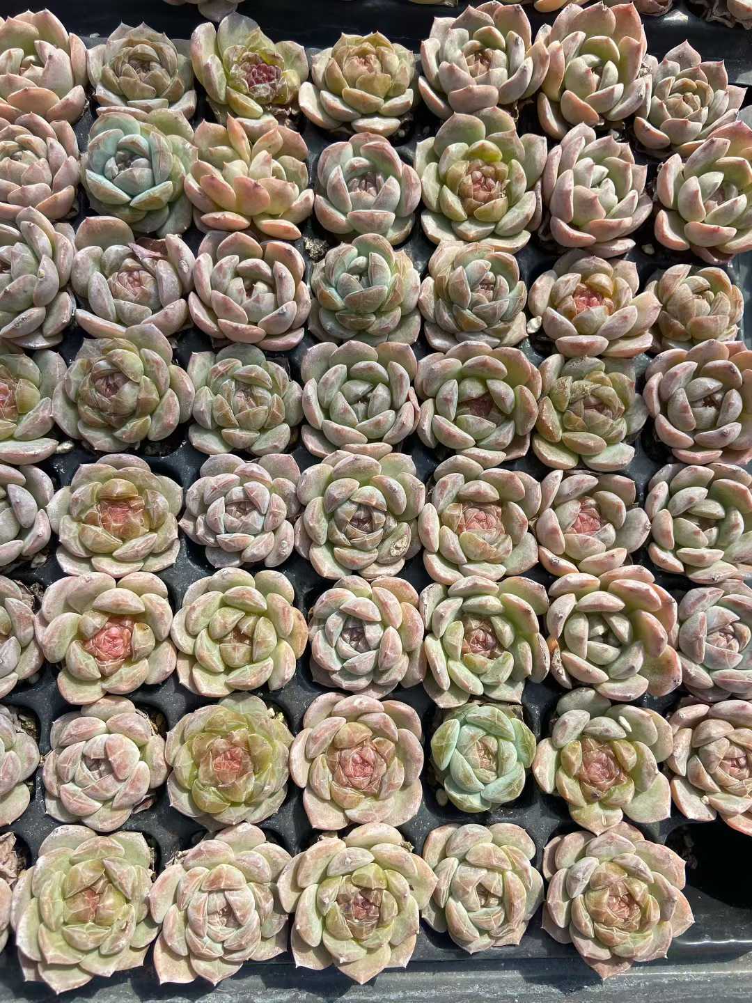多肉植物 タンシンボボ 128株セット 品番AB0120