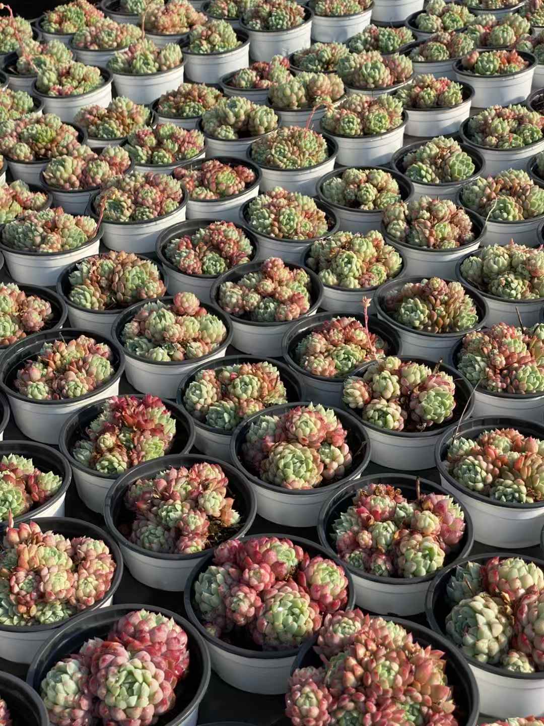 多肉植物 ヨウシキュウ 30株セット 3号鉢 品番AA00036