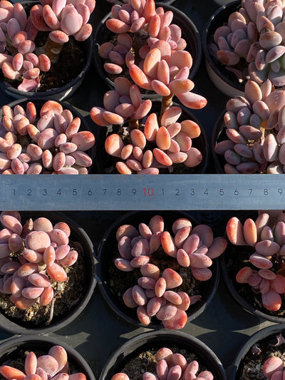 TH608     多肉植物     （40株）セット