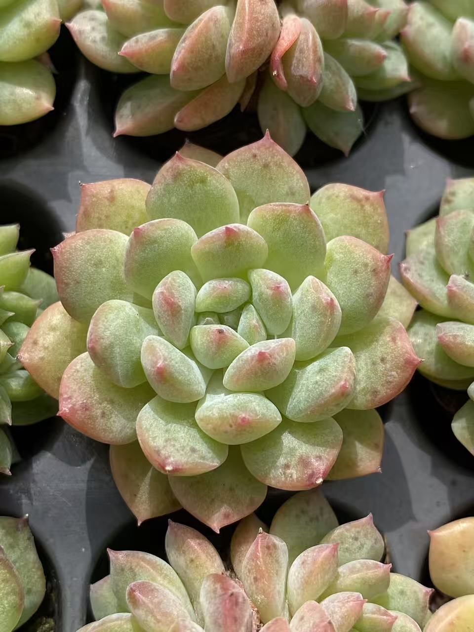 多肉植物 ムーヤオ 128株セット 品番AB0086