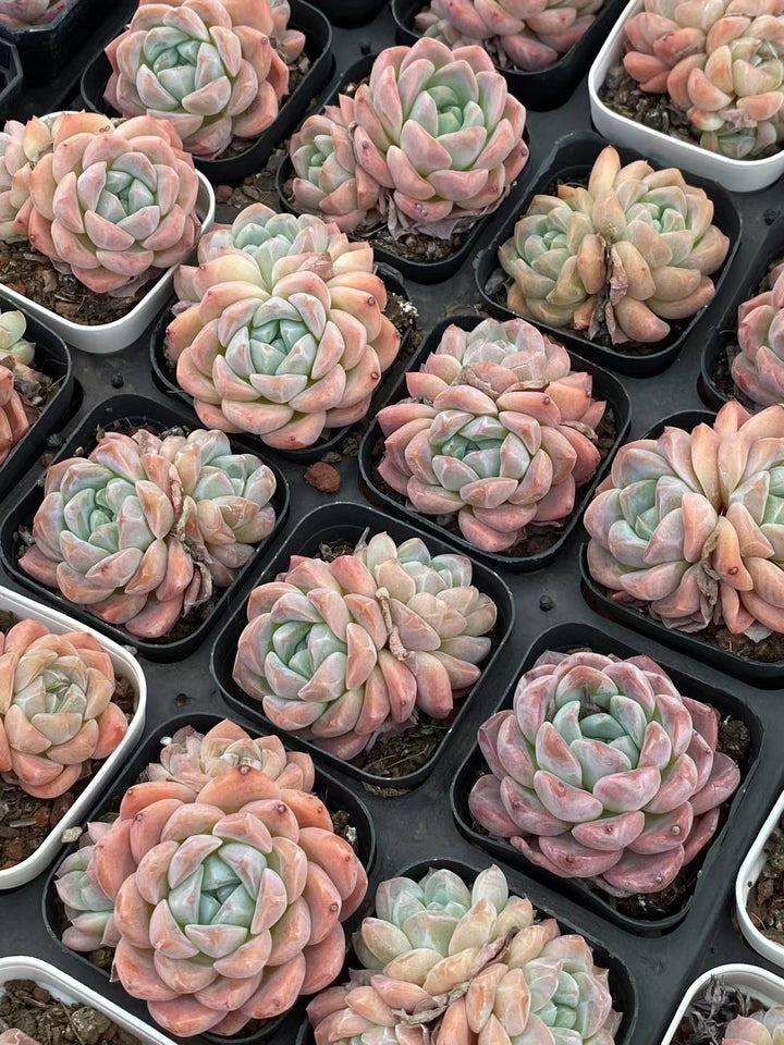 多肉植物 コウム 50株セット 2.5号鉢 品番AA00060 – 花のパッセージ