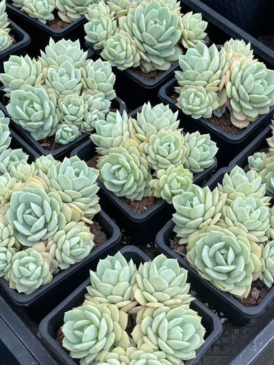 多肉植物 ラブソング 30株セット 4号鉢 品番AA00046
