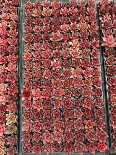 多肉植物 ロミオ 128株セット 品番AB0096
