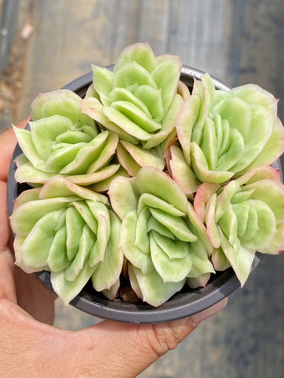 多肉植物 アイスローズ 30株セット 3号鉢 品番AA00084
