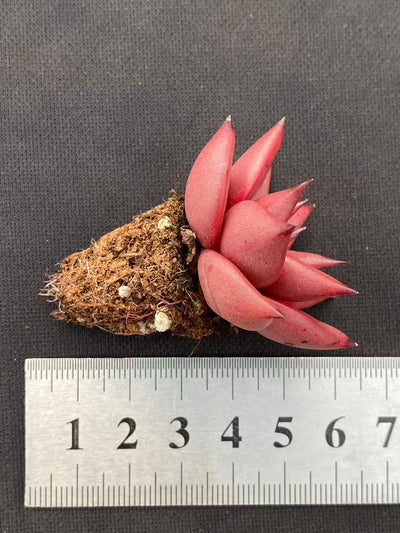 多肉植物 ロミオ 128株セット 品番AB0096