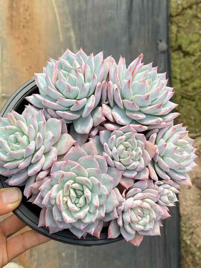 多肉植物 ブルーバード（ピンク） 15株セット 5号鉢 品番AA00051