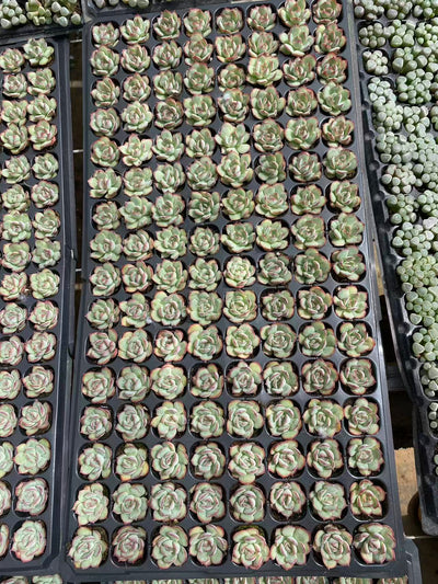 多肉植物 ハスハナ 128株セット 品番AB0092