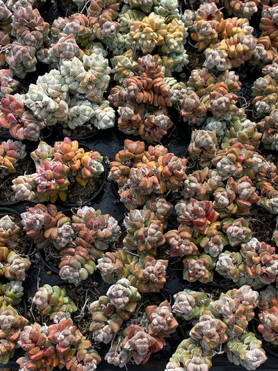 TH699     多肉植物   白稚  （28株）セット