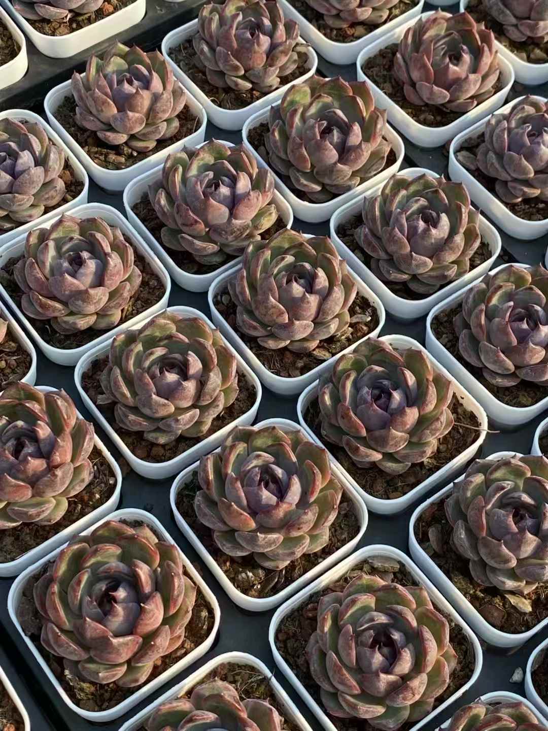 多肉植物 ブルーベリー 50株セット 2.5号鉢 品番AA00007