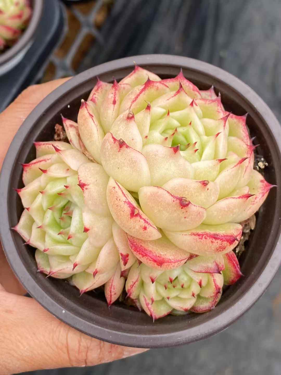多肉植物 フェニックスファイア 30株セット 3号鉢 品番AA00034