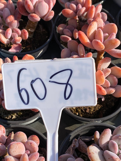 TH608     多肉植物     （40株）セット