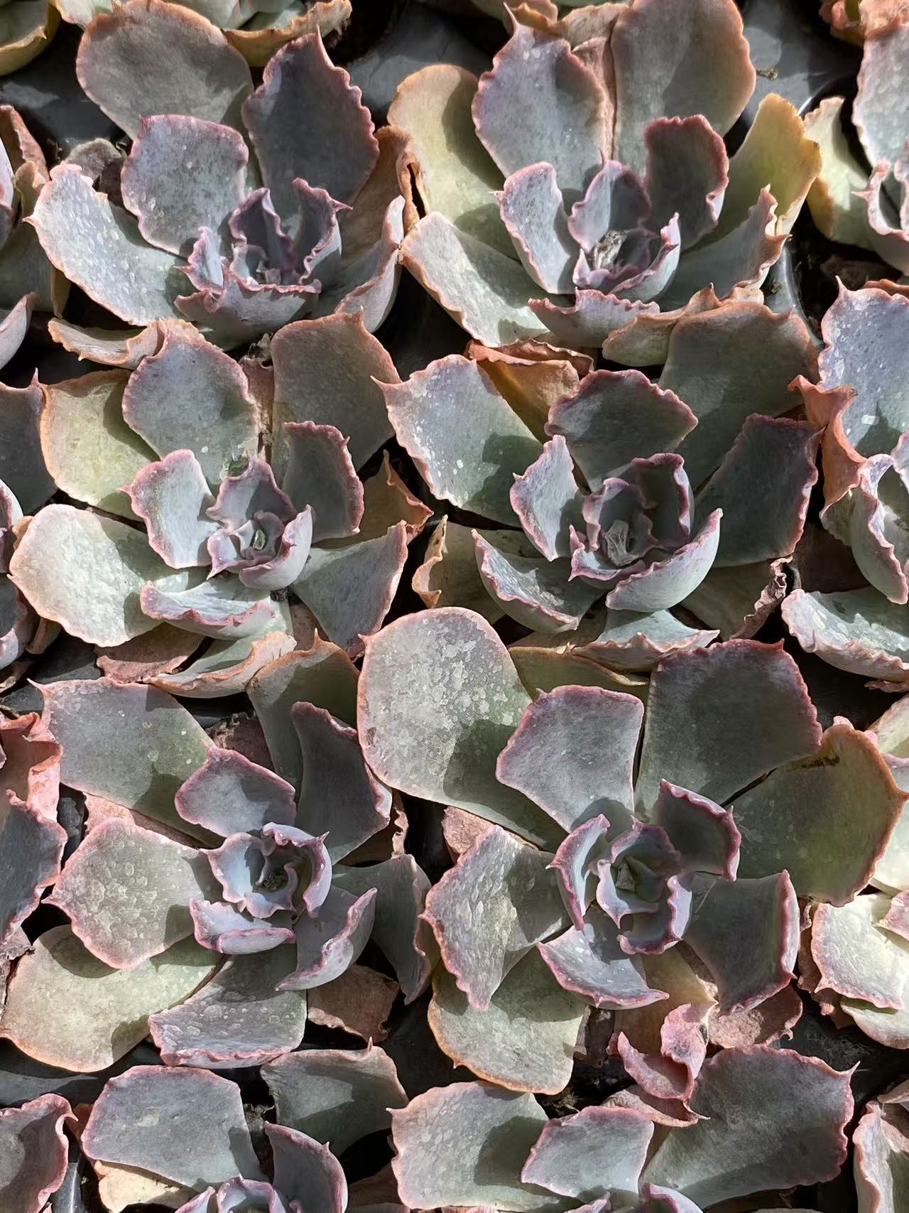 多肉植物 バンブ 105株セット 品番AB0094