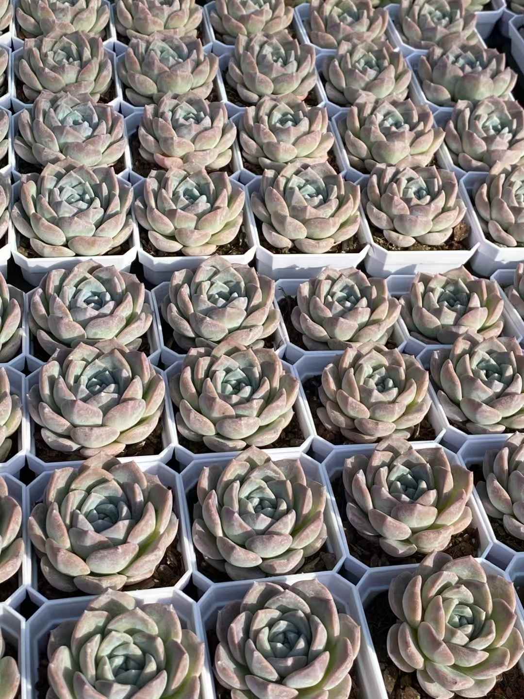 多肉植物 ギョウザン・スノー 50株セット 2.5号鉢 品番AA00022